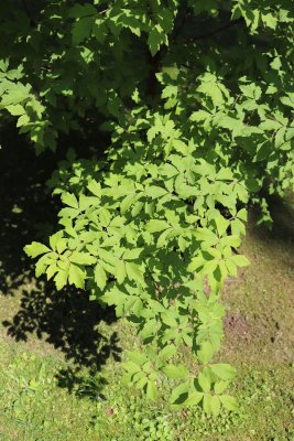 Acer griseum - javor šedý - olistění